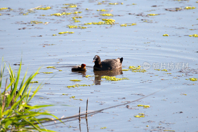 欧亚coot,Fulica atra